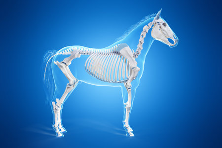 3d rendered medically accurate illustration of a horses skeletonの写真素材