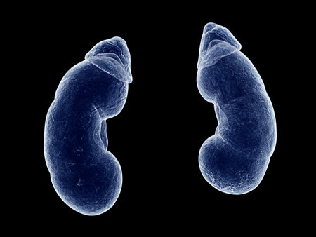 3d rendered medically accurate illustration of the kidneys