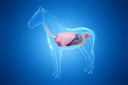 3d rendered medically accurate illustration of a horses organsの写真素材