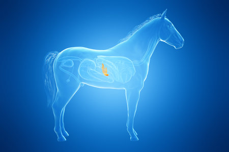 3d rendered medically accurate illustration of a horses pancreasの写真素材