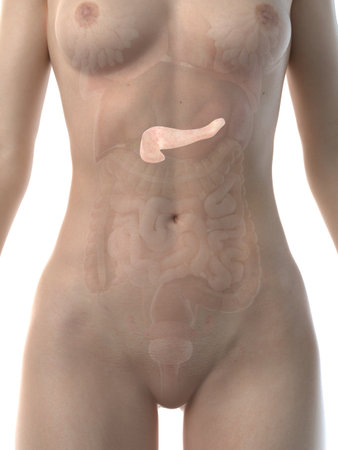 3d rendered medically accurate illustration of a womans pancreasの写真素材