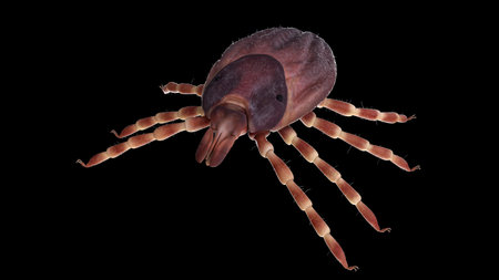 3d rendered illustration of a hyalomma tick