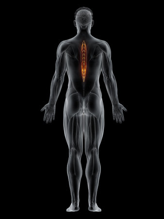 3d rendered muscle illustration of the spinalis thoracisの写真素材