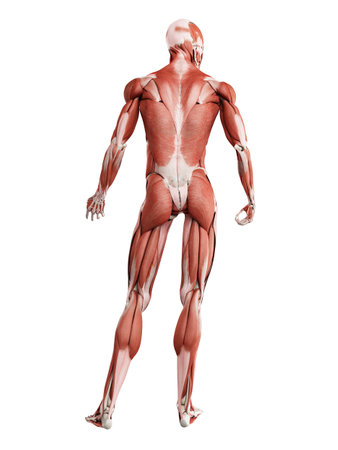3d rendered muscle illustration of the backの写真素材