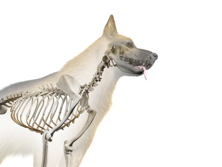 3d rendered anatomy illustration of the canine skeletonの写真素材