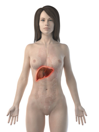 3d rendered illustration of an inflamed liverの写真素材