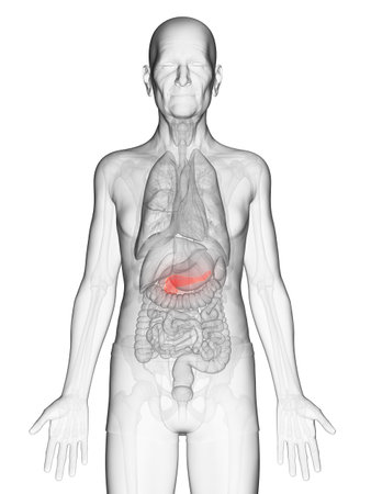 3d rendered anatomy illustration of an elderly mans pancreasの写真素材