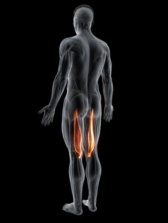 3d rendered muscle illustration of the semimembranosusの写真素材
