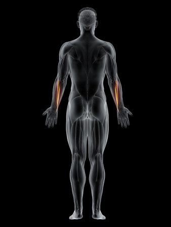 3d rendered muscle illustration of the extensor carpi ulnaris