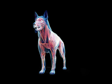 3d rendered anatomy illustration of the canine anatomyの写真素材