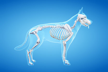 3d rendered anatomy illustration of the canineの写真素材