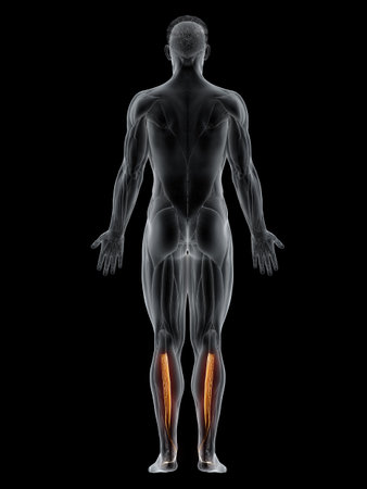 3d rendered muscle illustration of the tibialis posteriorの写真素材