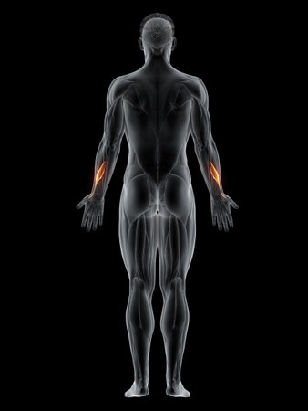 3d rendered muscle illustration of the abductor pollicis longus