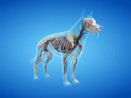 3d rendered anatomy illustration of the canine anatomyの写真素材