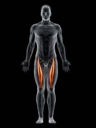 3d rendered muscle illustration of the rectus femorisの写真素材