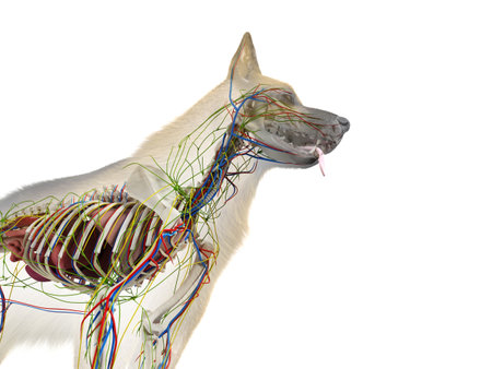 3d rendered anatomy illustration of the canine anatomyの写真素材