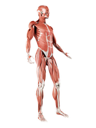 3d rendered medically accurate illustration of the muscle systemの写真素材
