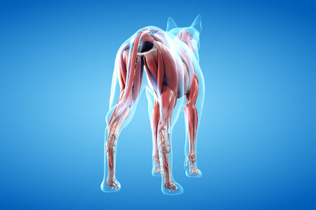 3d rendered anatomy illustration of the canine muscle systemの写真素材