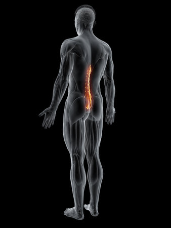 3d rendered muscle illustration of the mutlifidusの写真素材