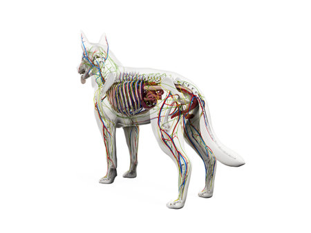 3d rendered anatomy illustration of the canine anatomyの写真素材