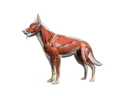 3d rendered anatomy illustration of the canine anatomyの写真素材