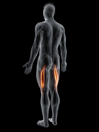 3d rendered muscle illustration of the biceps femoris longus