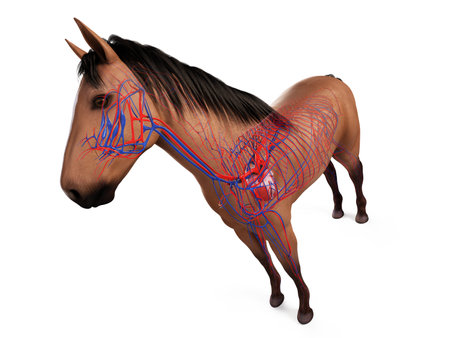 3d rendered anatomy of the equine anatomy  - the vascular systemの写真素材