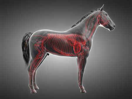 3d rendered anatomy of the equine anatomy  - the vascular systemの写真素材