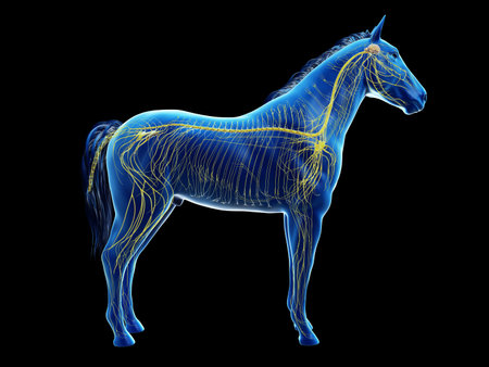 3d rendered anatomy of the equine anatomy - the nervous systemの写真素材