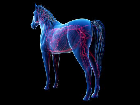 3d rendered anatomy of the equine anatomy  - the vascular systemの写真素材