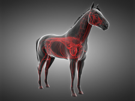3d rendered anatomy of the equine anatomy  - the vascular systemの写真素材