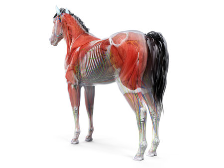3d rendered anatomy of the equine anatomyの写真素材