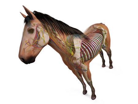 3d rendered anatomy of the equine anatomyの写真素材