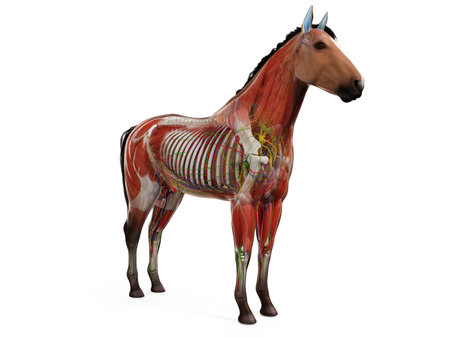 3d rendered anatomy of the equine anatomyの写真素材