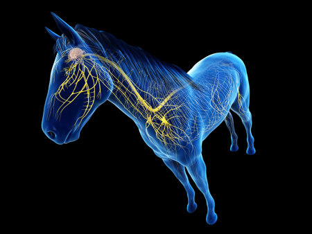 3d rendered anatomy of the equine anatomy - the nervous systemの写真素材