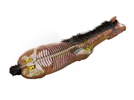 3d rendered anatomy of the equine anatomyの写真素材