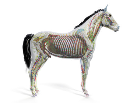 3d rendered anatomy of the equine anatomyの写真素材