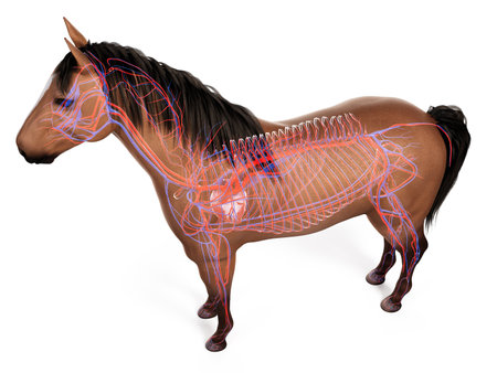 3d rendered anatomy of the equine anatomy  - the vascular systemの写真素材