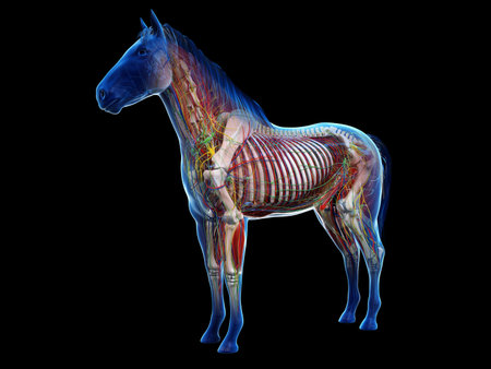 3d rendered anatomy of the equine anatomyの写真素材