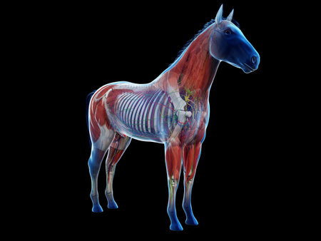 3d rendered anatomy of the equine anatomyの写真素材