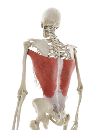 3d rendered medically accurate illustration of the latissimus dorsiの写真素材