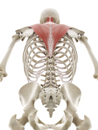 3d rendered medically accurate illustration of the trapeziusの写真素材