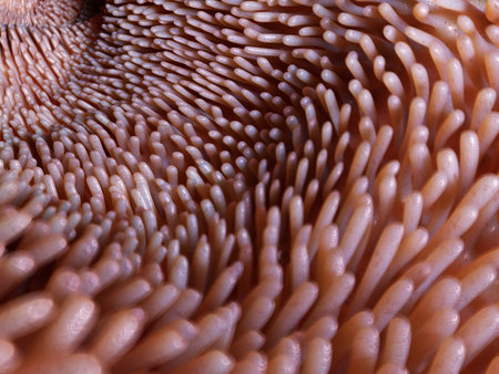 3d rendered medically accurate illustration of the intestinal villi