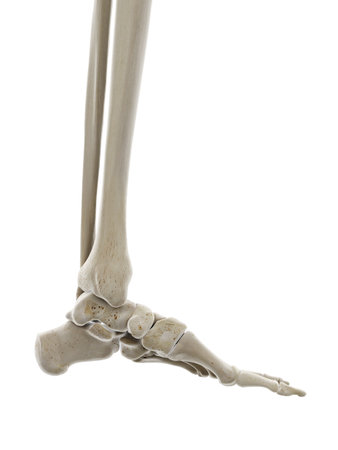 3d rendered medically accurate illustration of the bones of the footの写真素材
