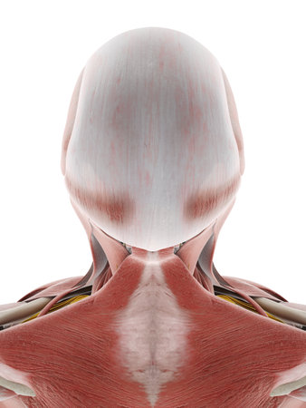 3d rendered medically accurate illustration of the nerves and muscles of the headの写真素材