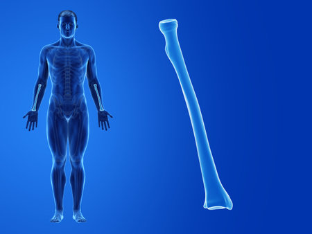 3d rendered medically accurate illustration of the human radiusの写真素材