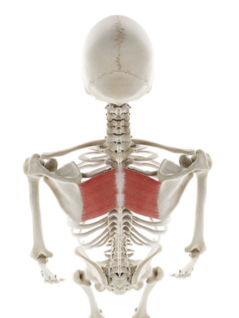 3d rendered medically accurate illustration of the rhomboid majorの写真素材