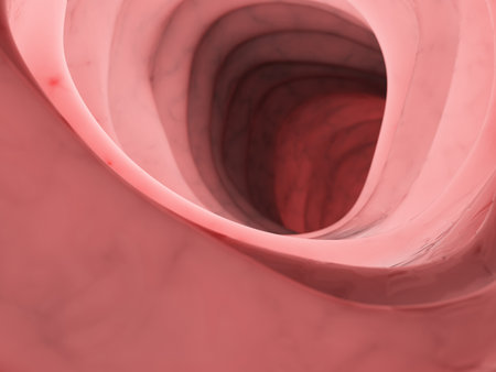 3d rendered medically accurate illustration of the inside of the human colonの写真素材