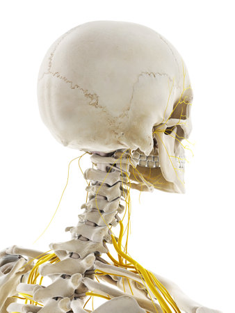 3d rendered medically accurate illustration of the nerves of the headの写真素材