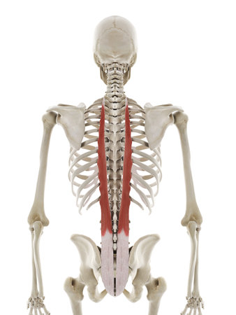 3d rendered medically accurate illustration of longissimus thoracisの写真素材